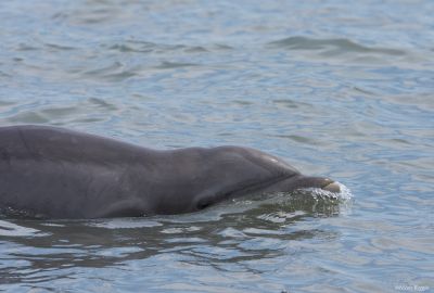 cape may, nj dolphin