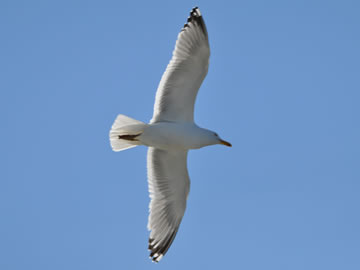 a sea gull flying