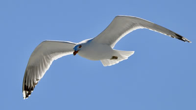 seagull in flight