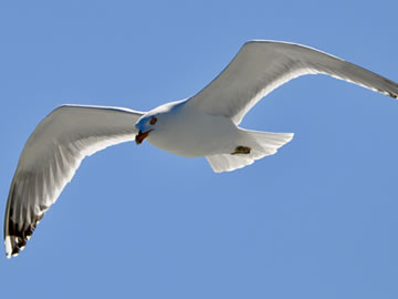 seagull's wings