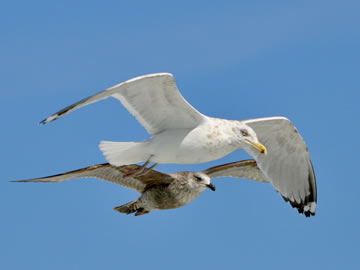 more sea gulls in the sky