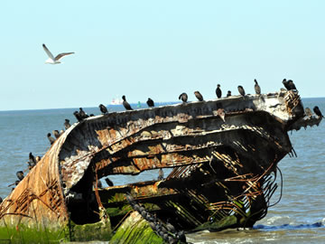 ship wreck with seagulls on it