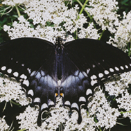 NTW Black Swallowtail