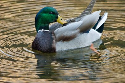 mallard-duck