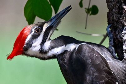 woodpecker