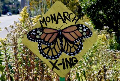 monarch xing