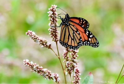 monarch butterfly