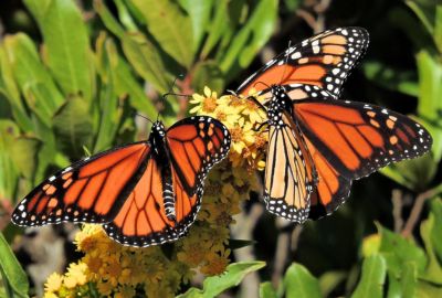 monarchs on flowers