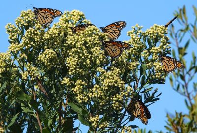 monarchs in trees