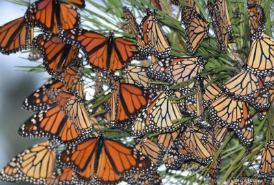 monarchs butterflies