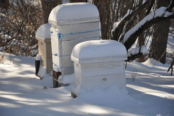 Winter Beekeeping