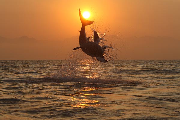 A great white shark breaching on a seal shaped decoy at sunrise in False Bay, South Africa (photo by Alessandro De Maddalena).