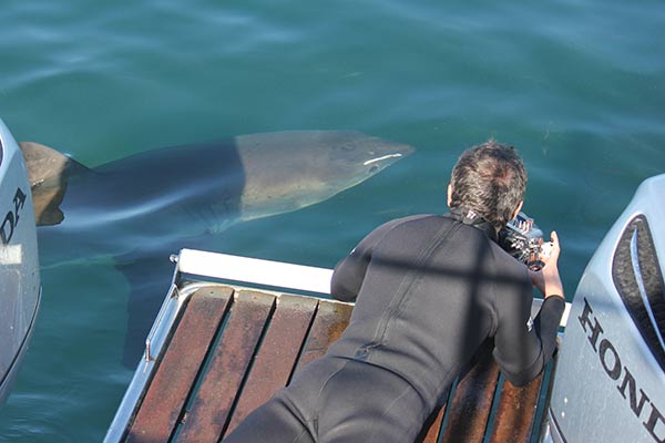 Alessandro De Maddalena taking photos of a great white shark from Apex Shark Expeditions' boat in False Bay, South Africa, in August 2012 (photo by Gaspare Schillaci).
