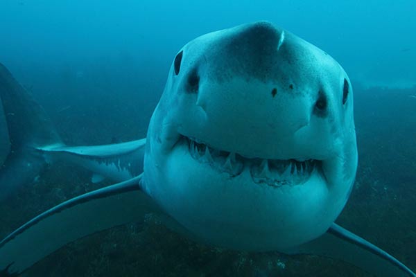 Close-up of a great white shark taken from the bottom cage at 20 meter depth, at the Neptune Islands, South Australia (photo by Alessandro De Maddalena). </a>
