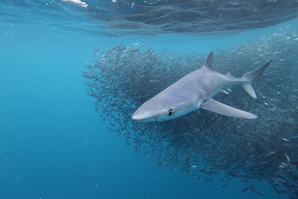 A blue shark with an anchovy baitball in the background off Cape Point, South Africa (photo by Alessandro De Maddalena).