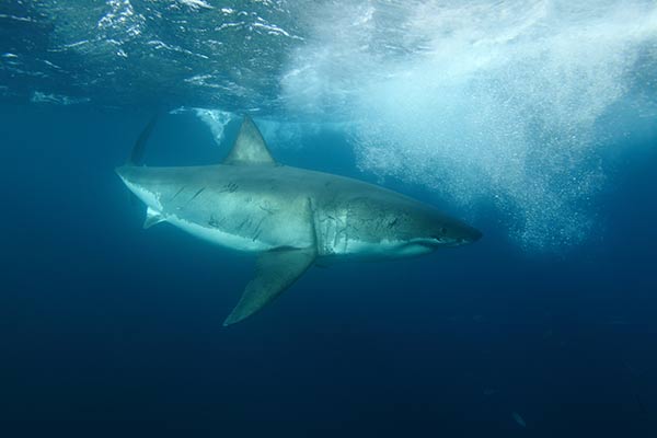 One of the largest great white sharks ever observed, a 5.5 meter female named Jumbo, at the Neptune Islands, South Australia (photo by Alessandro De Maddalena). </a>