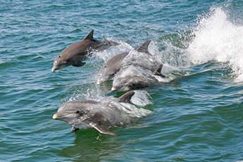 swimming dolphins