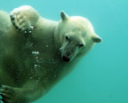 Now That's Wild Polar Bears